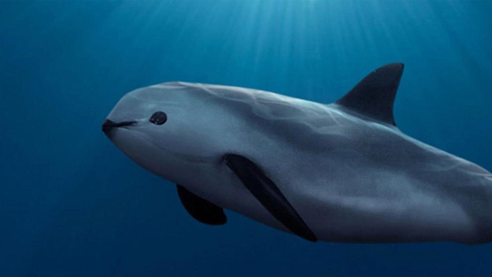 Vaquita Porpoise