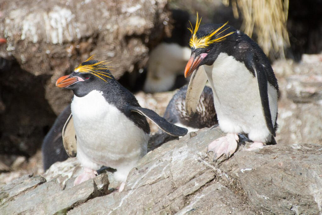 Macaroni Penguins